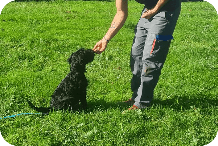 Élevage et éducation canine près d’Échillais