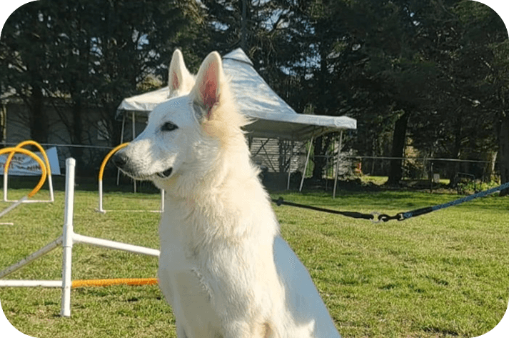 Élevage et éducation canine près d’Échillais