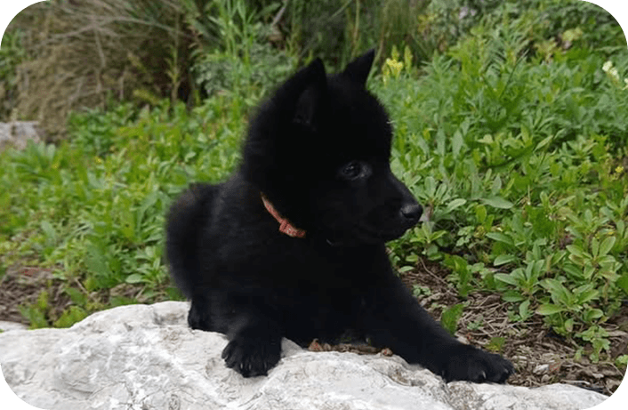 Élevage et éducation canine près d’Échillais