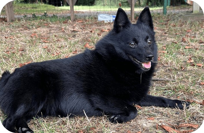Élevage et éducation canine près d’Échillais